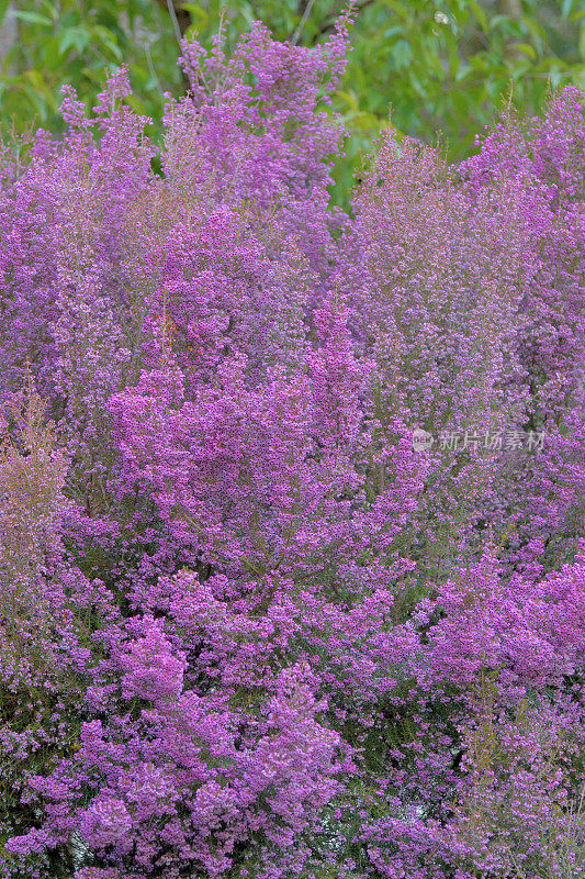 Erica cananaliculata / Channeled Heath /靶心设计Erica / Janome Erica